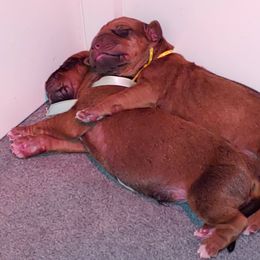 Rhodesian Ridgeback Puppies from Bold Move Rhodesian Ridgebacks