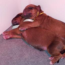Rhodesian Ridgeback Puppies from Bold Move Rhodesian Ridgebacks