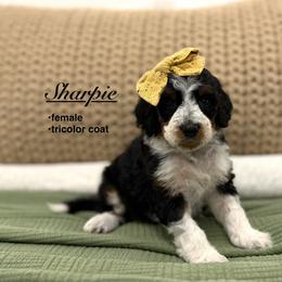 Sharpie - Tri-color female Bernedoodle puppy in Jackson, Mississippi from T.M. Poodles & Doodles
