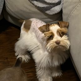 Bliss - Miniature Schnauzer