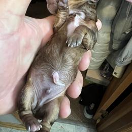 Dachshund Puppies from Witchy Woman’s Wiener’s