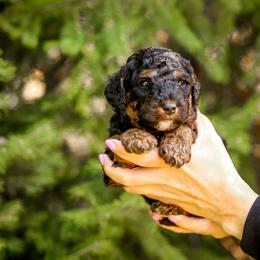 Bernedoodle and Goldendoodle Puppies from Saratoga Springs Doodles