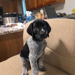 Black collar - Black roan male German Shorthaired Pointer puppy in Tumwater, Washington from Mike's German Shorthaired Pointers