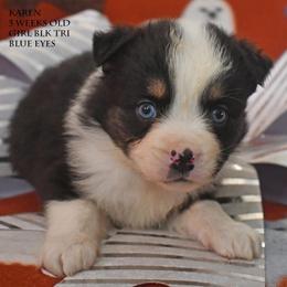 Karen - Black tri female Miniature Australian Shepherd puppy in Patterson, North Carolina from DreamLine Aussies