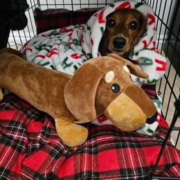 Dachshund All Grown Up from Dix n’ Dot Dachshunds
