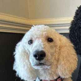 Goldendoodles and Poodles from Lee’s Pups & Cuts