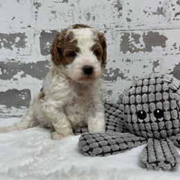 Moose - Parti male Goldendoodle puppy in Nortonville, Kentucky from Deb’s KY Doodles