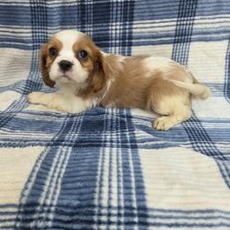 Doc - Blenheim male Cavalier King Charles Spaniel puppy in Neosho, Missouri from County-Line Critters