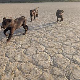 Anatolian Shepherd Dog and Labrador Retriever Puppies from Learning With Dogs