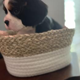 Cavalier King Charles Spaniel Puppies from SHANNON'S CAVALIERS