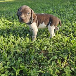 Girl 3 - Liver roan German Shorthaired Pointer puppy in Henderson, Texas from C4 Gun Dogs