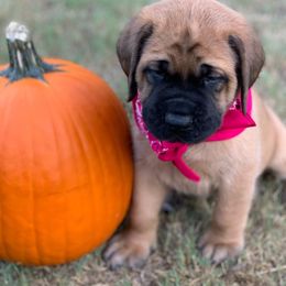 Mastiff Puppies from Red River Mastiff