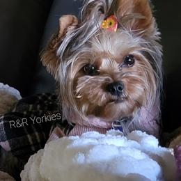 Yorkshire Terriers from R&R Yorkies of San Antonio