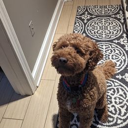 Goldendoodle puppies from Mini Doodles Dandy