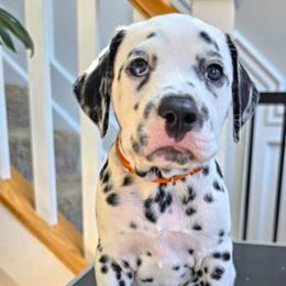 Dalmatian Puppies from Spotted Theory