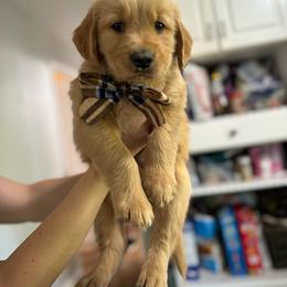 Kramer - Golden male Golden Retriever puppy in Bountiful, Utah from Everest's Golden Legacy