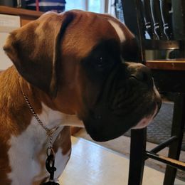 Reno - Boxer