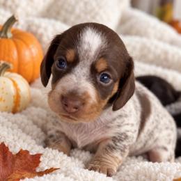 Theo - Piebald male Dachshund puppy in Mesa, Arizona from Dach Army LLC