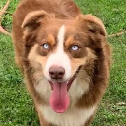 Marvel - Miniature Australian Shepherd