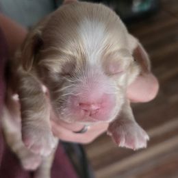 Candy - Buff female Cocker Spaniel puppy in Winston Salem, North Carolina from Cocker Cottage