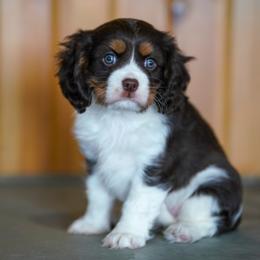 Mojo - Chocolate male Cavalier King Charles Spaniel puppy in Sugarcreek, Ohio from Chocolate Cavalier
