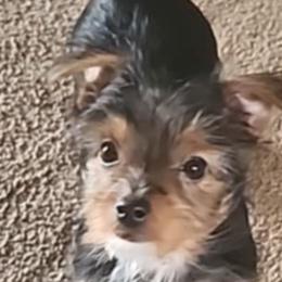 Yorkipoos and Yorkshire Terriers from Texas Yorkies and Yorkiepoos