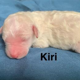 Kiri - Cream female Labradoodle puppy in Murray, Utah from Swann's Kennels