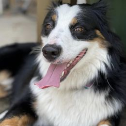Miniature Australian Shepherds and Toy Australian Shepherds from DeWitt's Legacy Unlimited