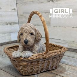 Minnesota - Cream female Goldendoodle puppy in Cambridge, Minnesota from Country Meadow Doodles