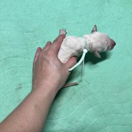 Mint collar - White and liver brown male Dalmatian puppy in Wilson, North Carolina from New Horizonz Dalmatians