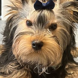 Boy 1 - Blue and gold Yorkshire Terrier puppy in Darrington, Washington from Seven Cedars Yorkies