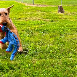 Airedale Terriers and Lakeland Terriers from Wood Note Airedale & Lakeland Terriers