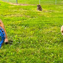 Airedale Terriers and Lakeland Terriers from Wood Note Airedale & Lakeland Terriers