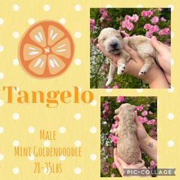 Tangelo - Cream male Goldendoodle puppy in Chattanooga, Tennessee from Scenic City Doodles