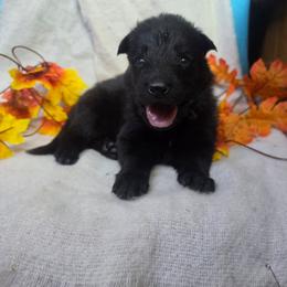 Light Blue Collar Male - Black male German Shepherd puppy in Cadet, Missouri from Working Valley Shepherds