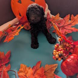 Bella - Brown female Poodle puppy in Edgefield, South Carolina from Bettna standard poodle