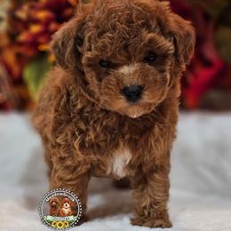 Akc clear - Red  male Poodle puppy in Salem, Missouri from Meadowbrook Poodles