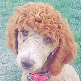 Iris - Poodle