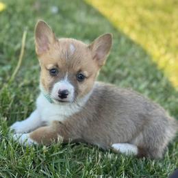 Light Blue Collar Female - Sable female Pembroke Welsh Corgi puppy in Derby, Iowa from Newton Hay & Cattle