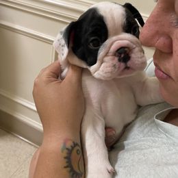 Bulldog Puppies from Sanford and Son Bulldogs