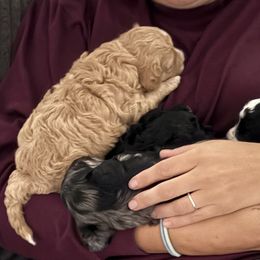Cavapoos from Enchantment Cavapoo & Pugapoo Puppies
