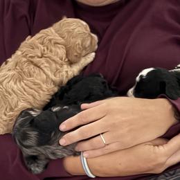 Cavapoos from Enchantment Cavapoo & Pugapoo Puppies