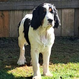 Shanky - Black white and tan male English Springer Spaniel puppy in Blaine, Washington from Goldenbrook Springers