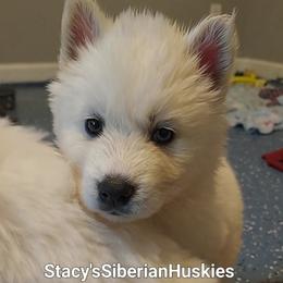 Blizzard - White female Siberian Husky puppy in Savannah, Georgia from Stacy's Siberian Huskies