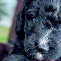 Australian Mountain Doodles from Mitchell Doodles