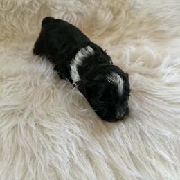 Black and white boy - Black and white male Shihpoo puppy in Newark, Ohio from Gemini Kennels