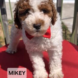 Mikey - Parti male Goldendoodle puppy in Shelby Township, Michigan from Shelby Doodles MI LLC