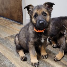 Vita - Sable female German Shepherd puppy in Winchester, Kentucky from Del Lago Canine Center