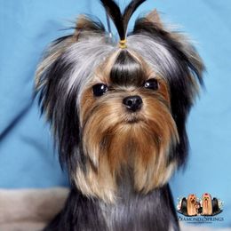 Cherry - Yorkshire Terrier