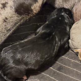 Blackie - Black male Great Dane puppy in Clayton, Washington from DaneLand Farm